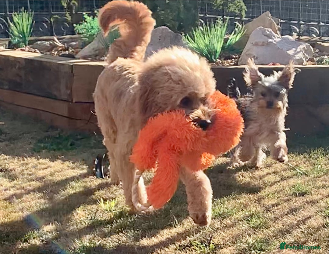 Cavapoo dogs for sale: Meet Tilly - Stunning Red F1 CavaPoo  in Rhyl - Image 5