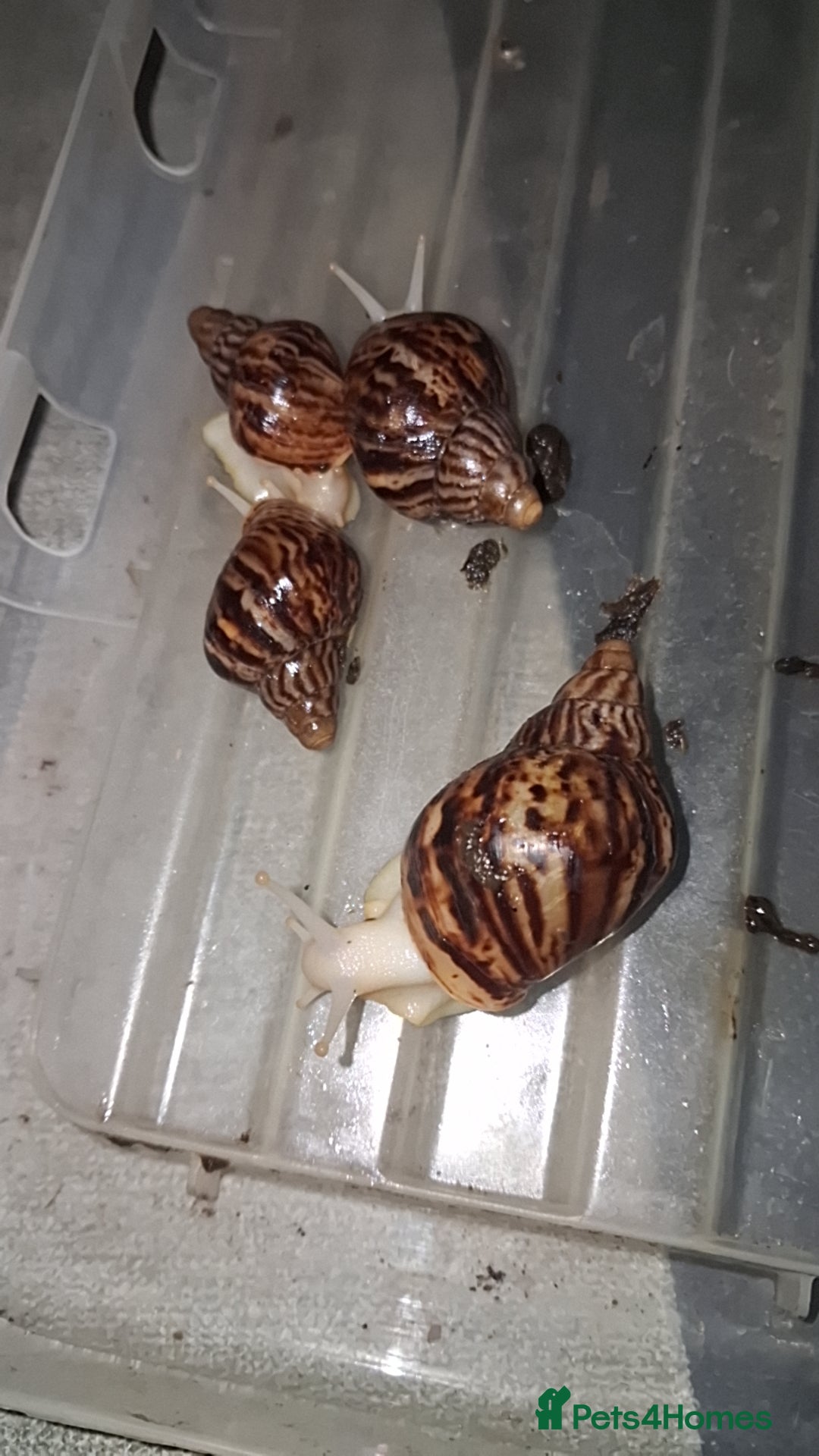 Snails invertebrates Albino giant African land snails - Advert 2