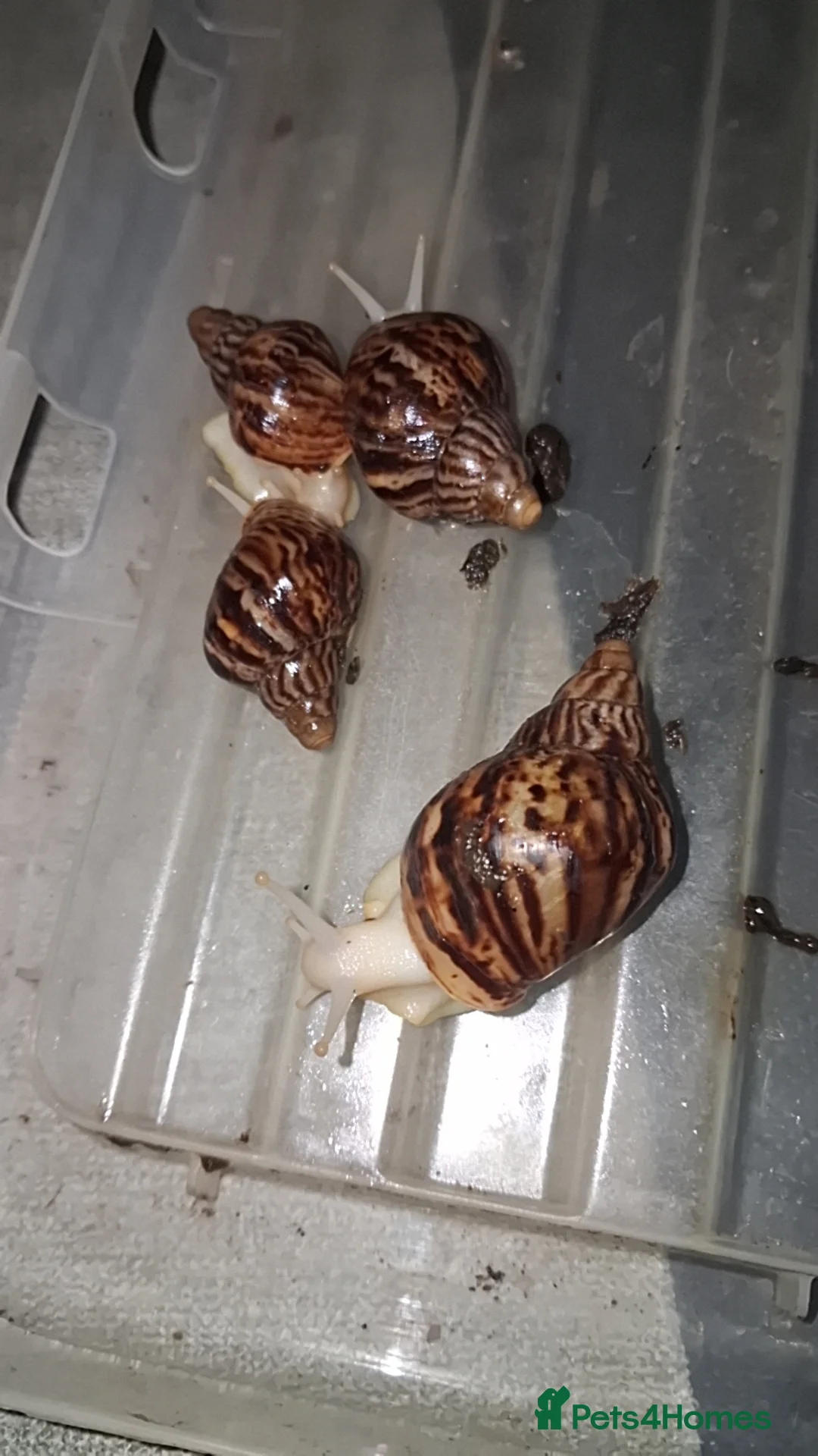 Snails invertebrates for sale: Albino giant African land snails - Advert 2