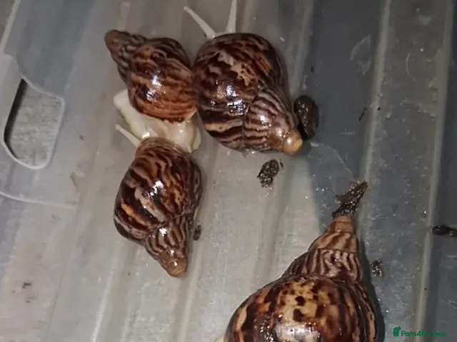 Snails invertebrates for sale: Albino giant African land snails (new young group) - Advert 2