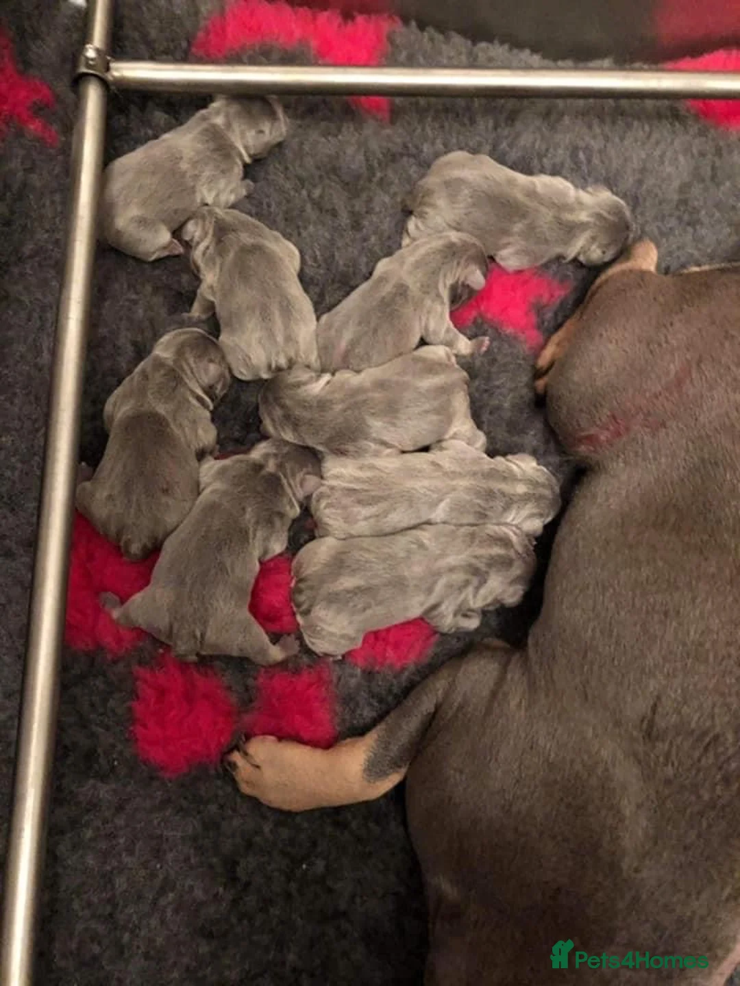 French Bulldog dogs for stud: BEAUTIFUL LILAC AND TAN FRENCH BULLDOG in Sunderland - Advert 24