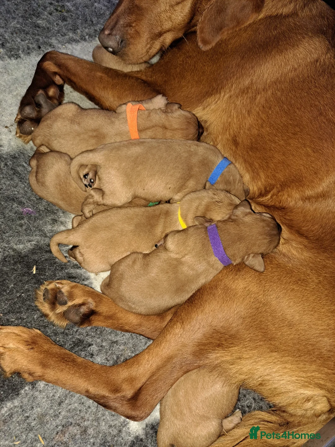 Labrador Retriever dogs for sale: Fox Red Pups in Chesterfield - Advert 2