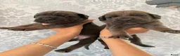 Cane Corso dogs for sale: 4 stunning cane corso puppies  in Goole - Advert 5
