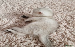 British Shorthair cats for sale: BSH 4 kittens ready for reservation  - Image 6