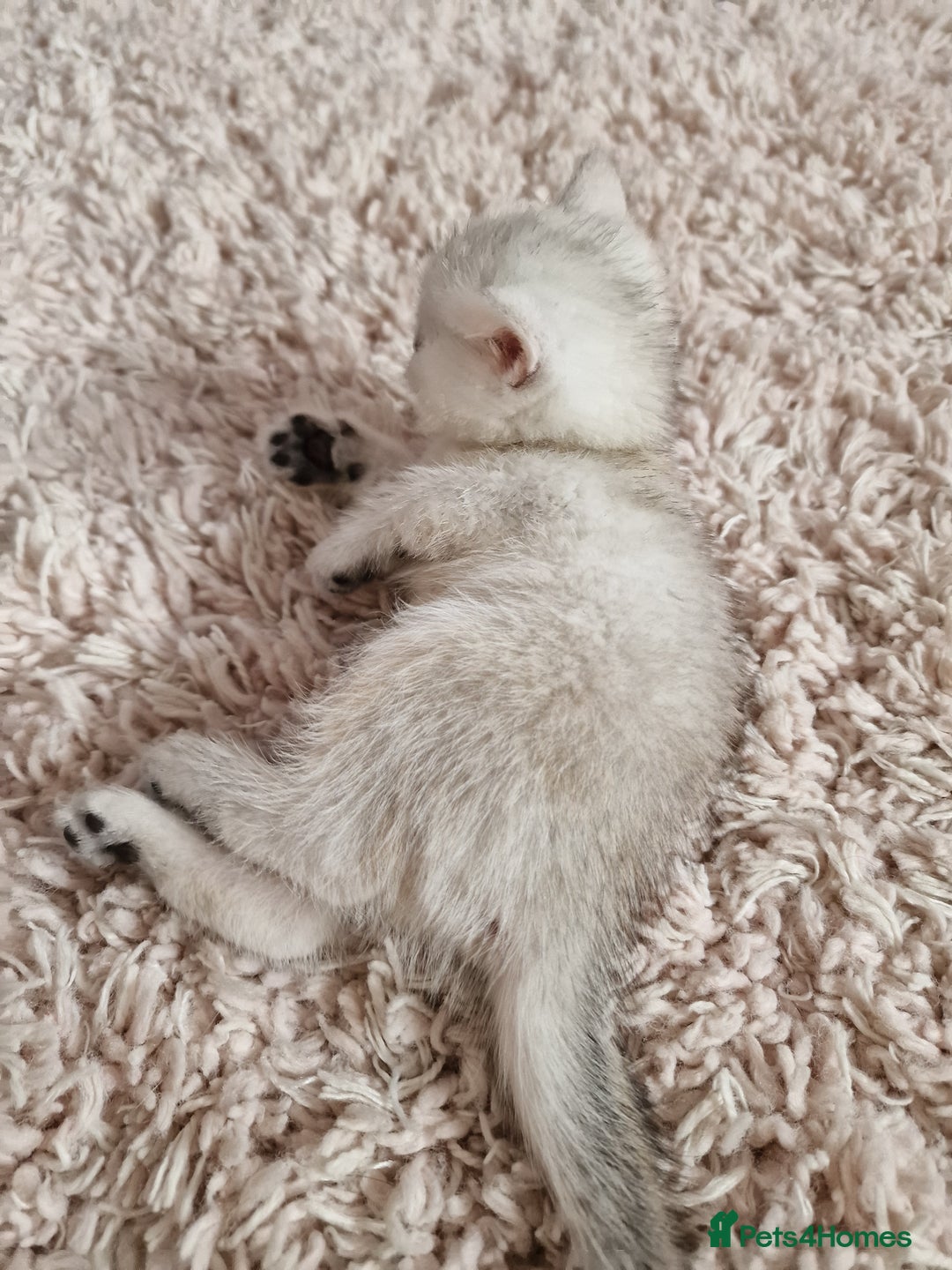 British Shorthair cats for sale: BSH 4 kittens ready for reservation  - Image 6