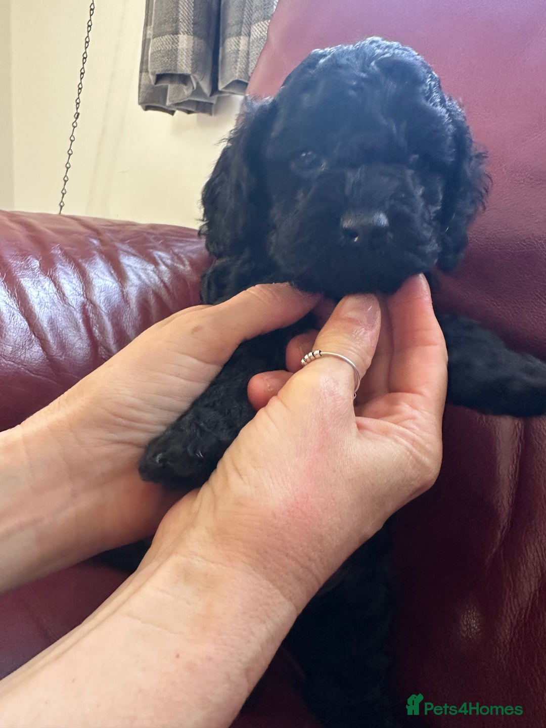 Cavapoo dogs for sale: Gorgeous Rare-Colouring Cavapoo Puppies - Advert 18