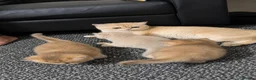 British Shorthair cats for sale: British Shorthair cats - Advert 3