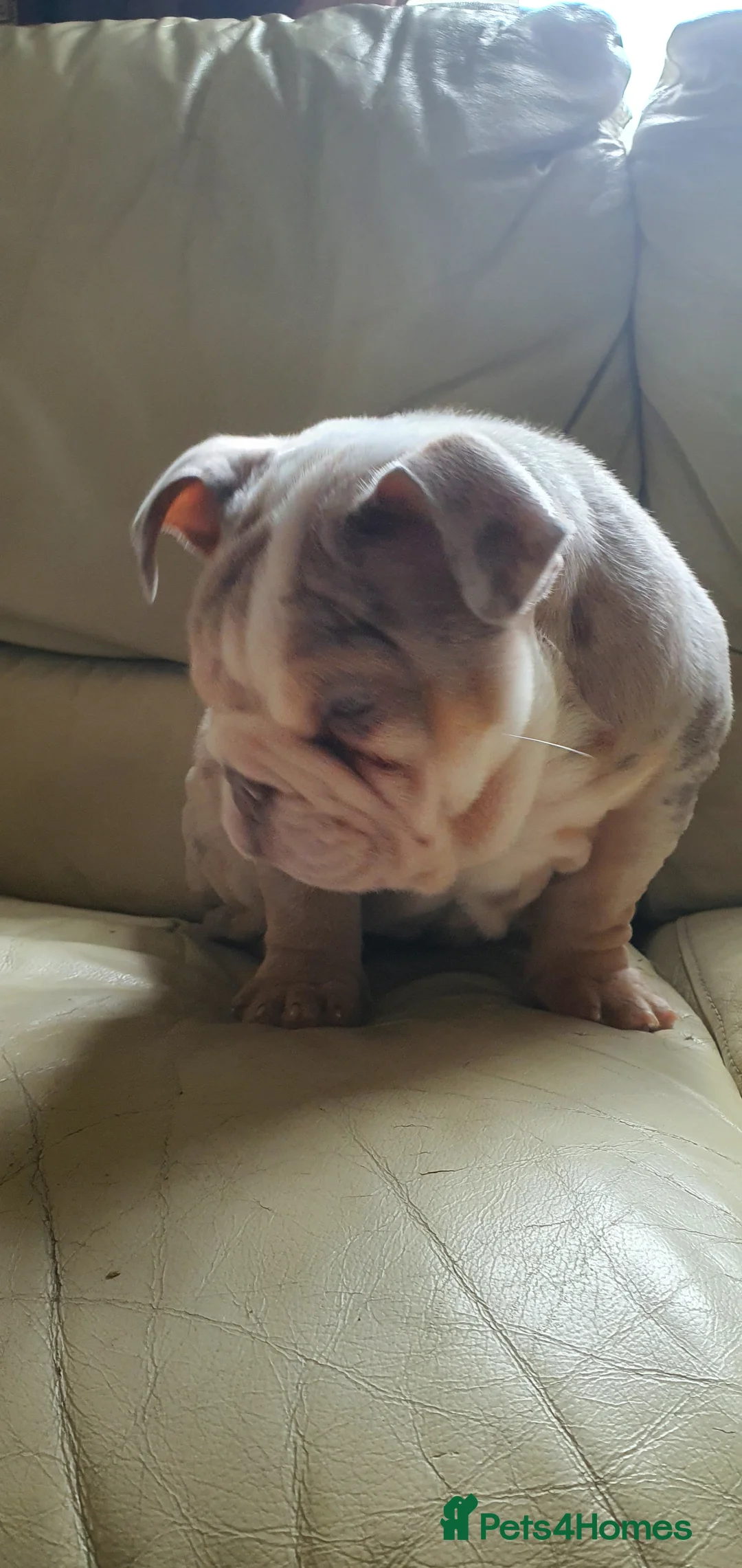 English Bulldog dogs for sale: Lovely lilac and tan Merle girl - Advert 4