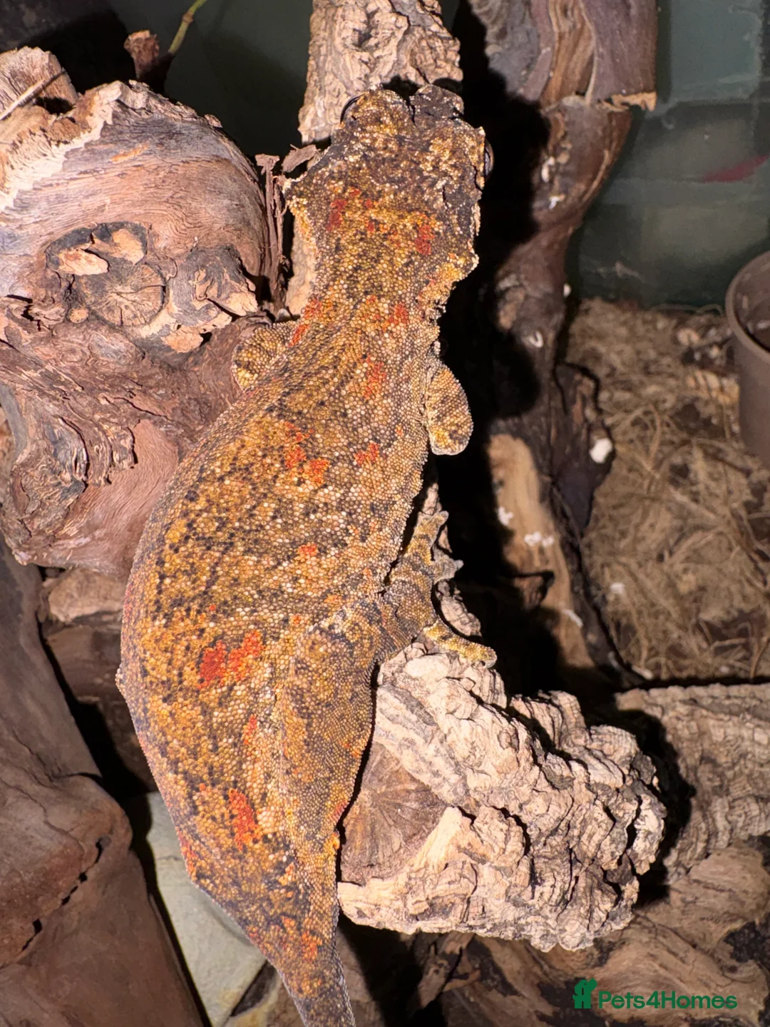 Gecko reptiles for sale: 3 Gargoyle Geckos - Advert 17