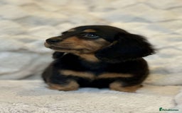 Miniature Dachshund dogs for sale: Long Haired miniature dachshunds - Image 9