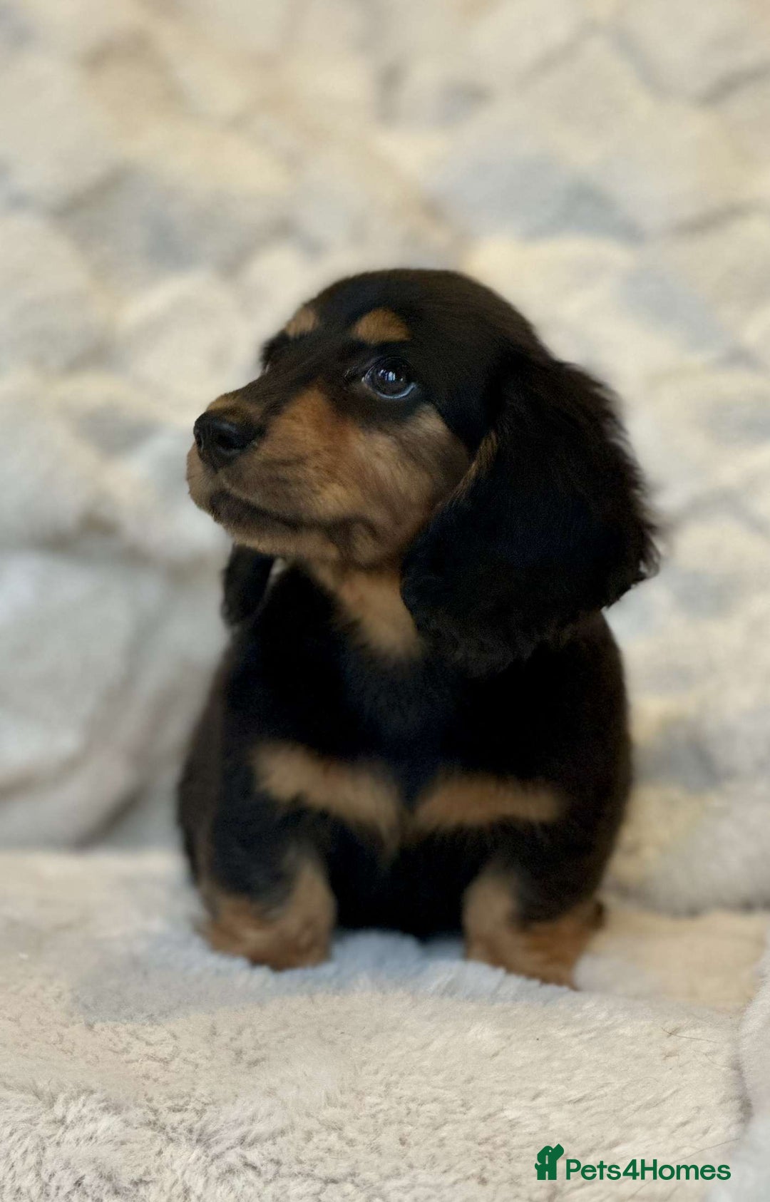 Miniature Dachshund dogs for sale: Long Haired miniature dachshunds - Image 9