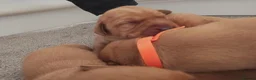 Labrador Retriever dogs for sale: KC Registered Fox Red Labrador  - Advert 5