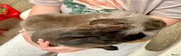Mixed Breed rabbits for sale: Young rabbits, 9-11 weeks old - Advert 8