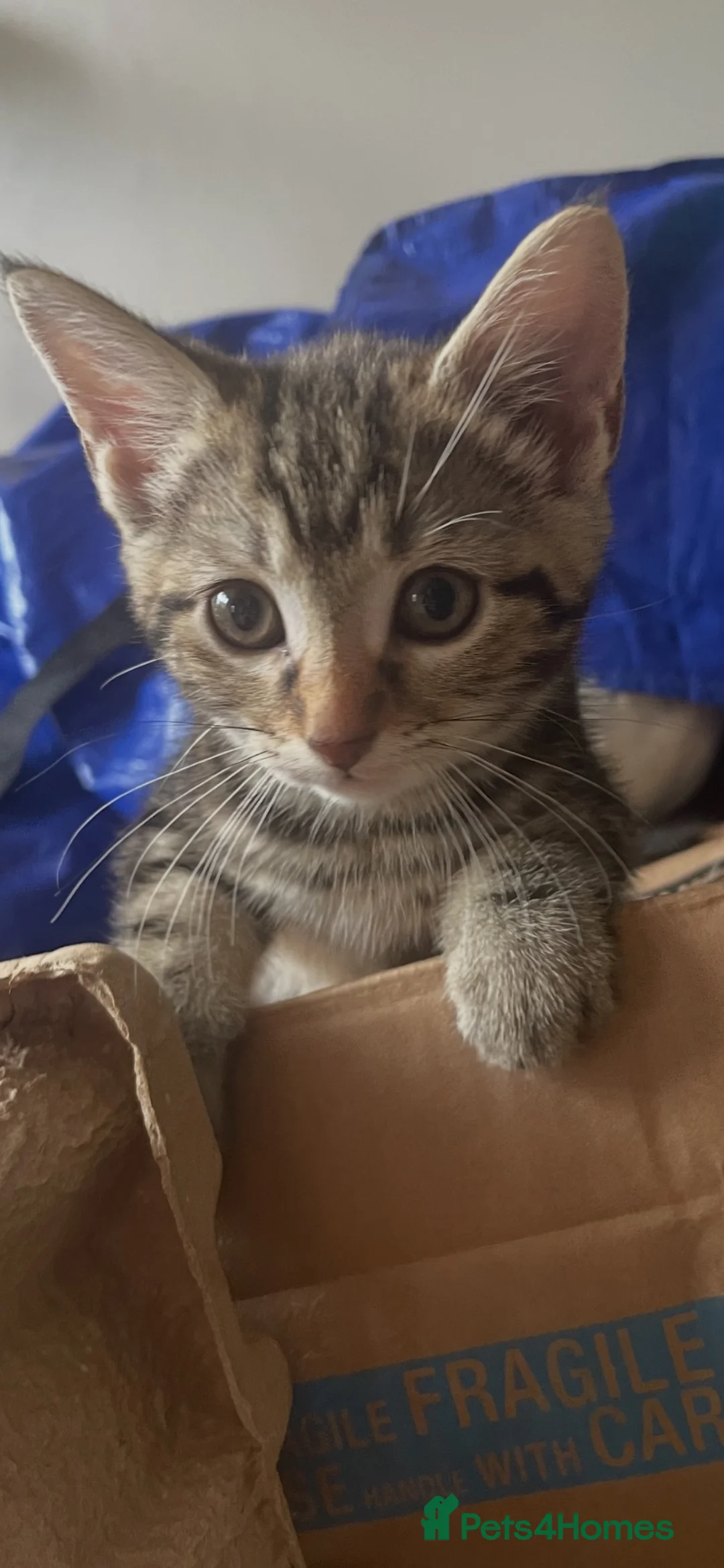 Mixed Breed cats for sale: Mixed tabby kittens  - Advert 5