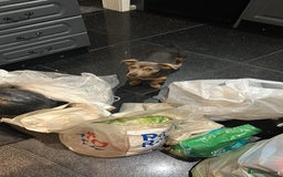 Jack Russell dogs for stud: DENZEL - Image 6