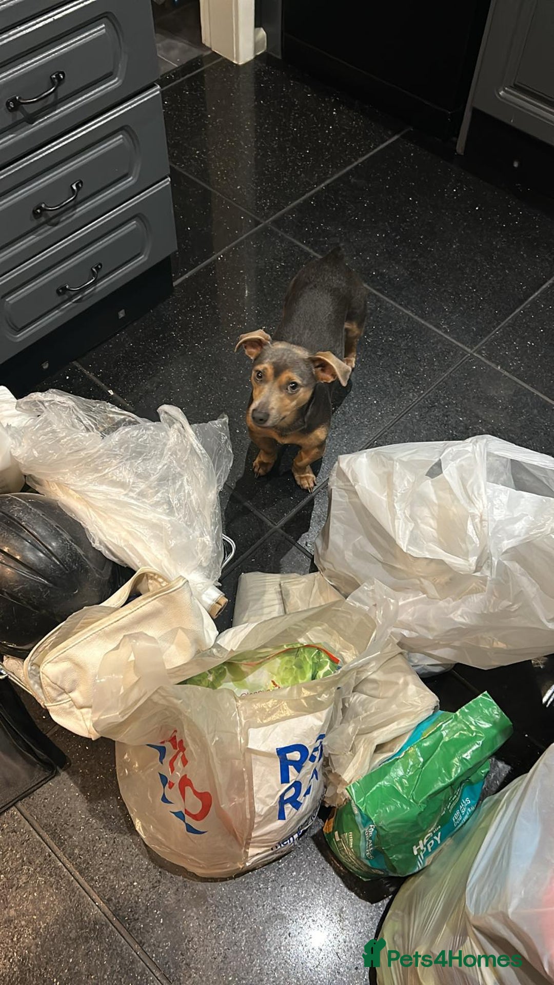 Jack Russell dogs for stud: DENZEL - Image 6