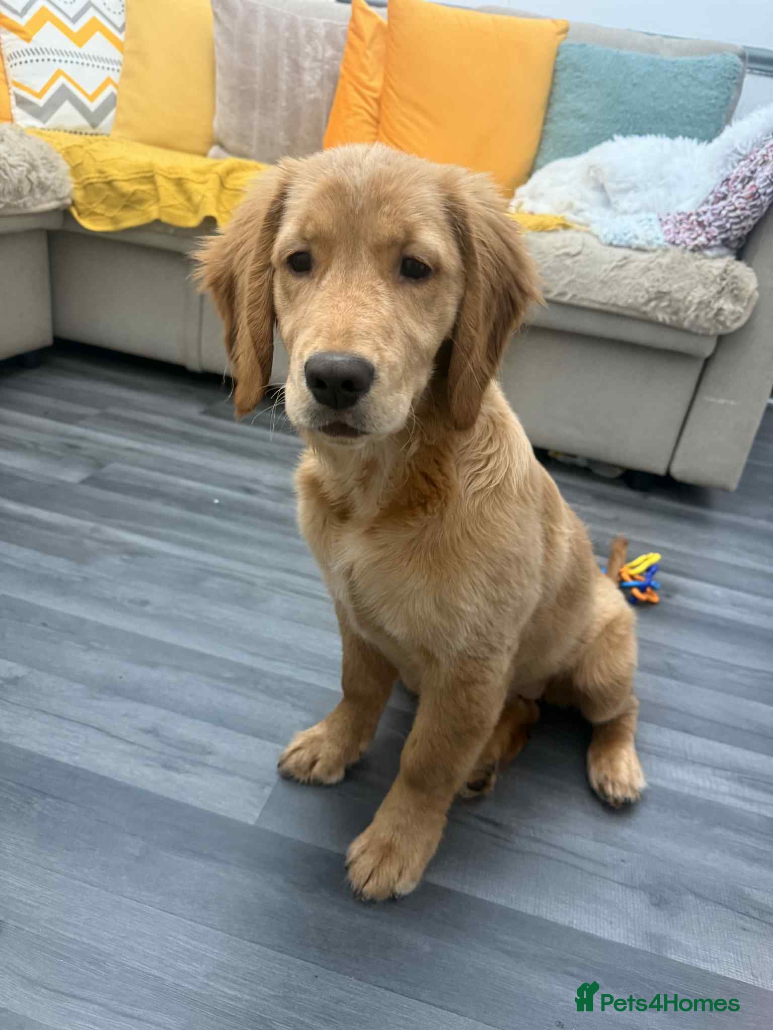 Golden Retriever dogs Golden retriever - Advert 1