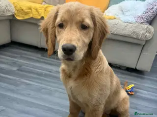 Golden Retriever dogs Golden retriever - Advert 8