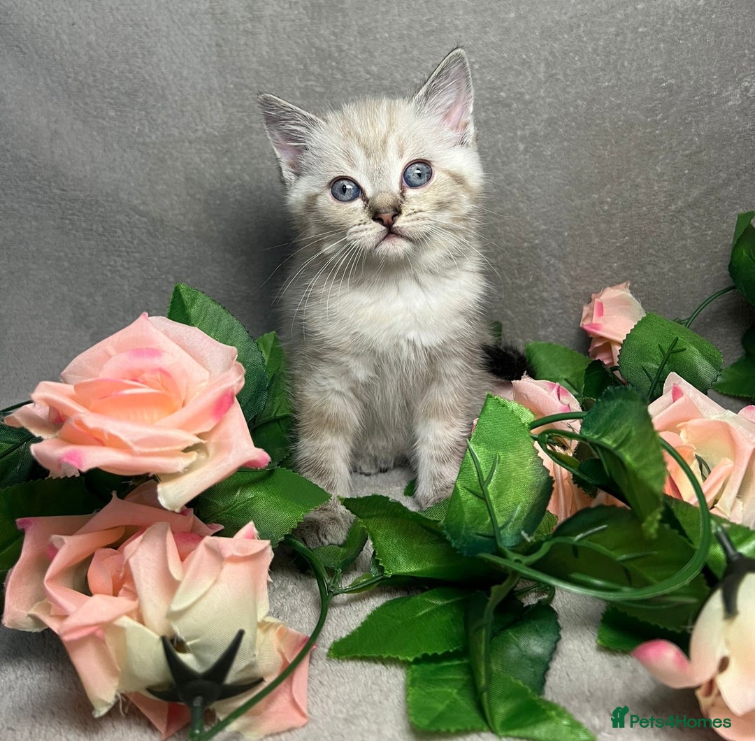 Mixed Breed cats for sale: 6 cute blue-eyed Ragdoll and BSH mix kittens  - Advert 13