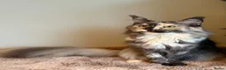 Maine Coon cats for sale: Beautiful little girl and Mum - Advert 4