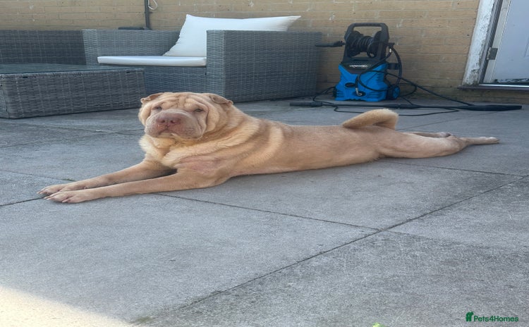 Shar Pei dogs - Advert 2