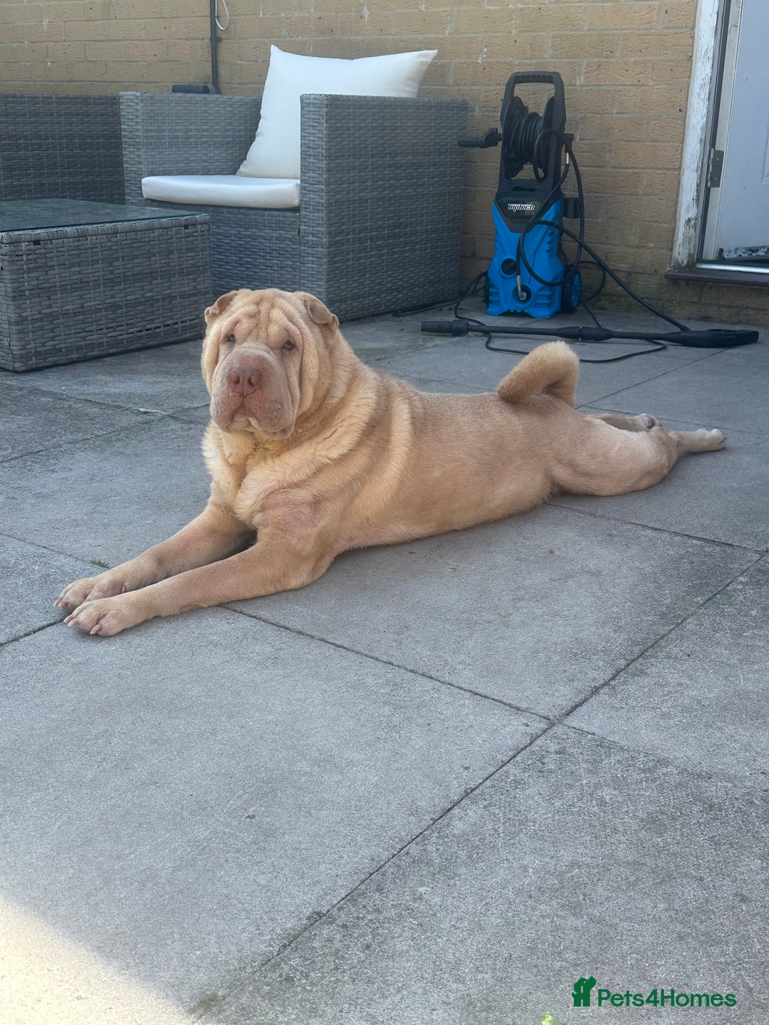 Shar Pei dogs for sale: Simba  - Image 1