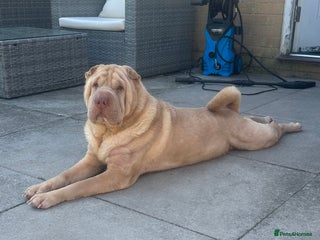 Shar Pei dogs - Advert 28