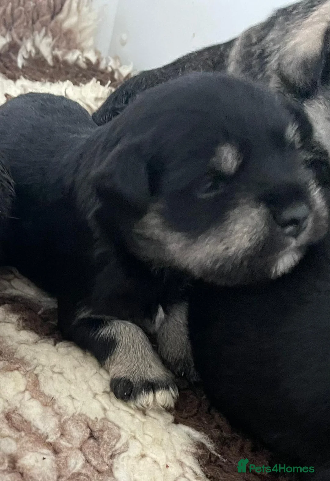 Miniature Schnauzer dogs for stud: Handsome black and silver Miniature Schnauzer  in Cambridge - Advert 21