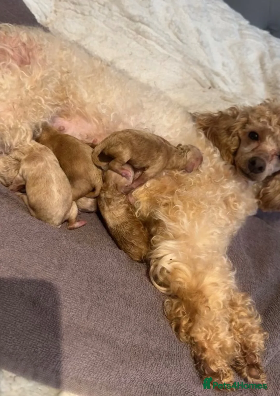 Toy Poodle dogs for sale: Stunning Toy Poodle KC Registered Girls - Advert 14