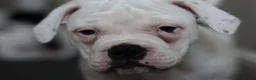Dorset Olde Tyme Bulldogge dogs for sale: Dorset olde tyme bulldog for sale  in Cowes - Advert 4