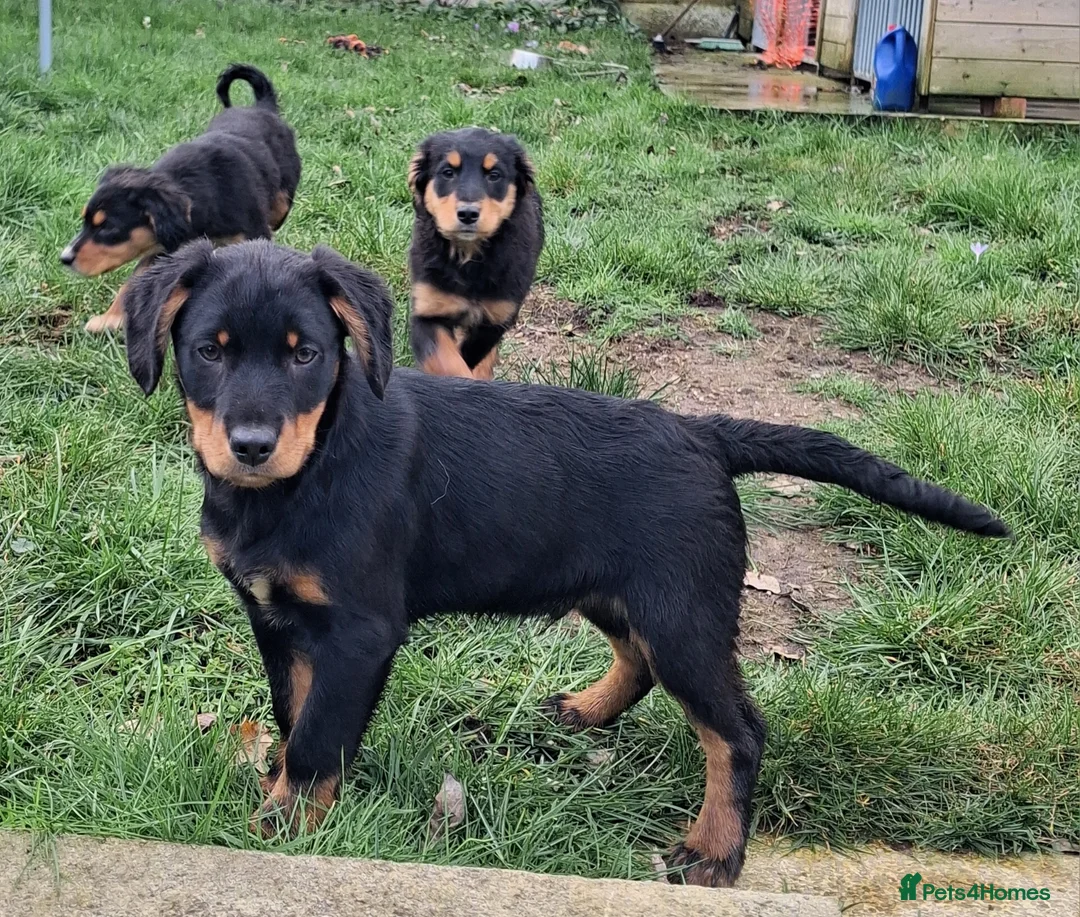 Mixed Breed dogs for sale: Puppies for sale  in Mansfield - Advert 5