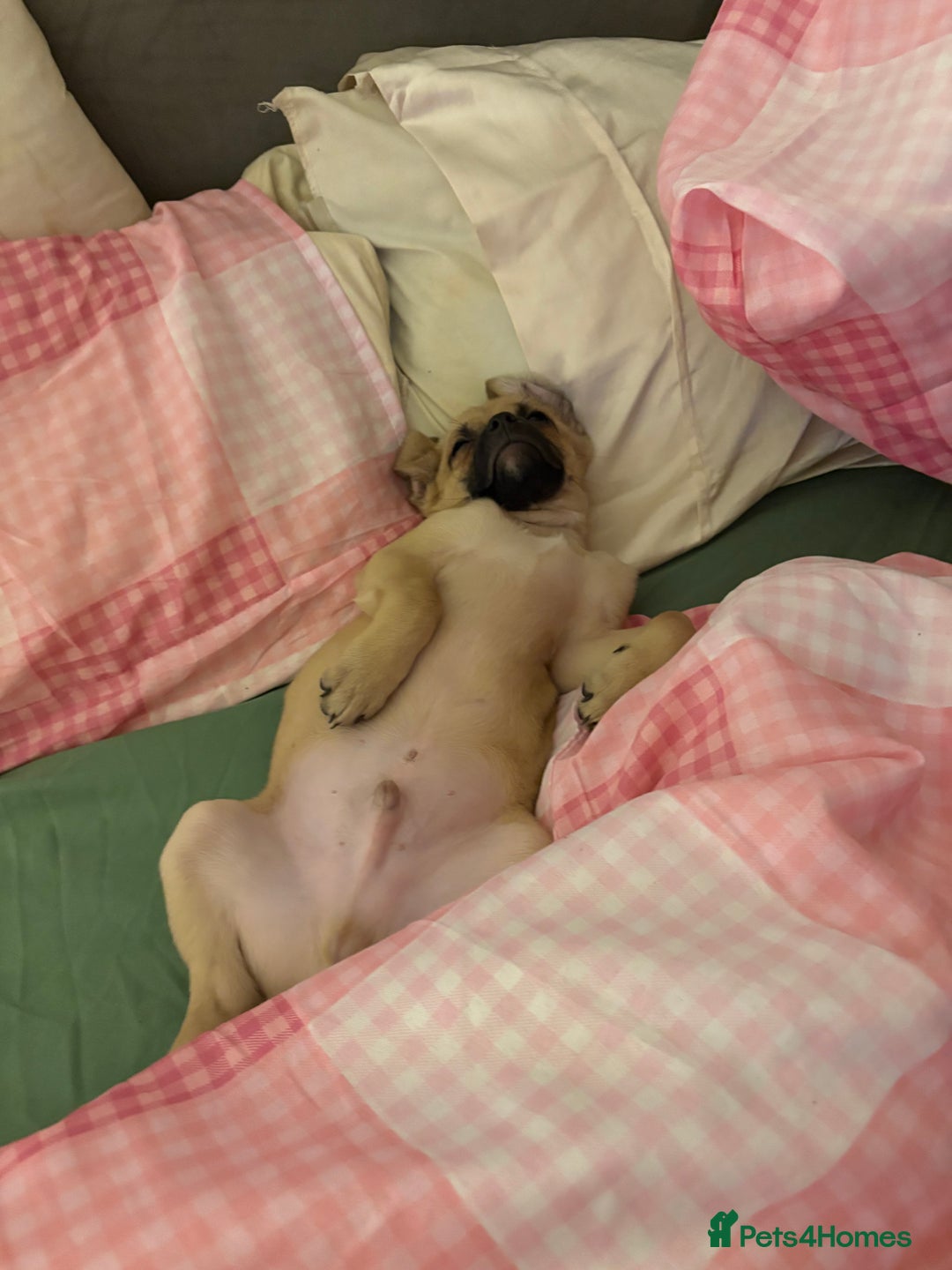 Mixed Breed dogs for sale: Cavapooxfrug  - Advert 6