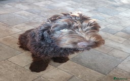 Newfypoo dogs for sale: Newfypoo puppy looking for a forever home :) - Image 3