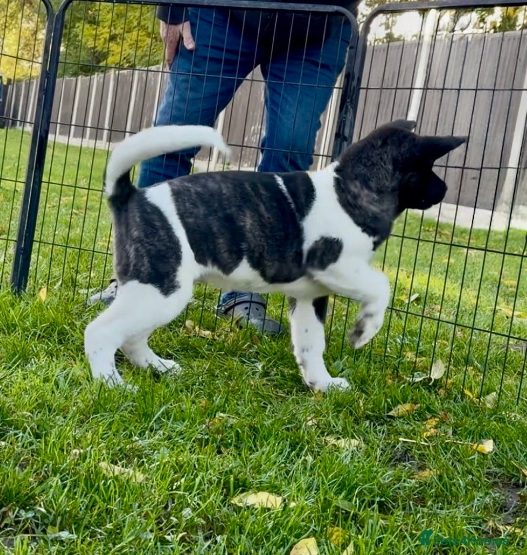 Akita dogs for sale: Quality KC Registered American Akita Puppies - Advert 32