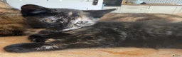 Mixed Breed cats for sale: Beautiful Tortoiseshell kitten - Advert 4