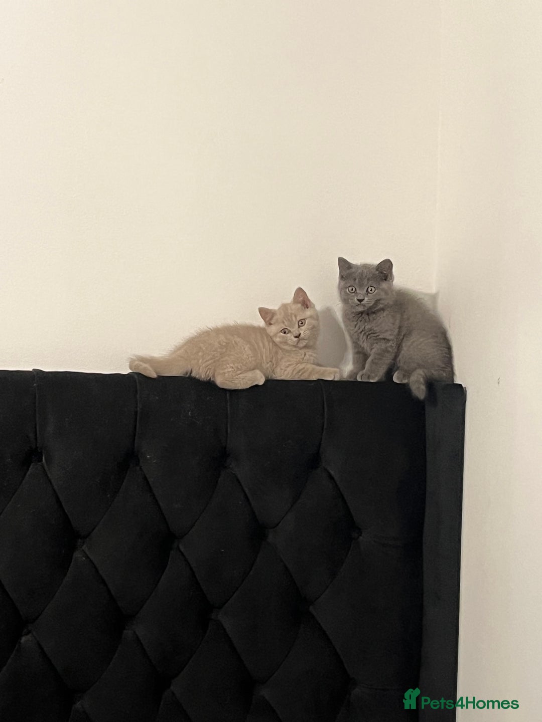 British Shorthair cats for sale: British Shorthair 1 GIRL LEFT GREY  - Advert 4