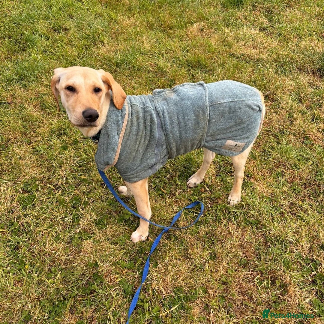 Mixed Breed dogs for adoption: Sika (Labrador/Pointer mix) - Image 18