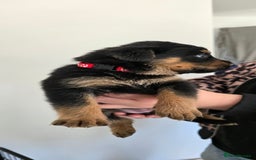 Mixed Breed dogs for sale: Rottweiler × german shepherd puppies - Image 10