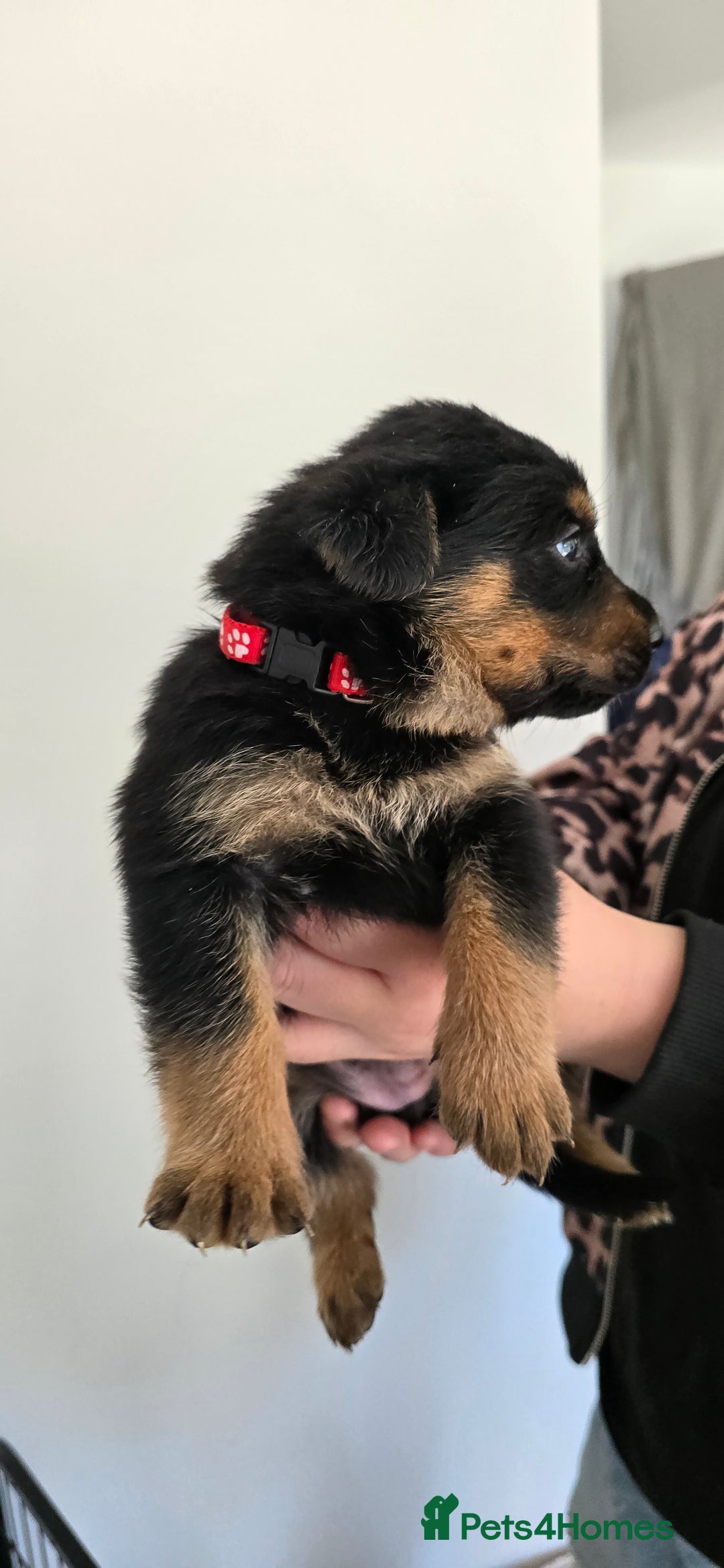 Mixed Breed dogs for sale: Rottweiler × german shepherd puppies - Image 10