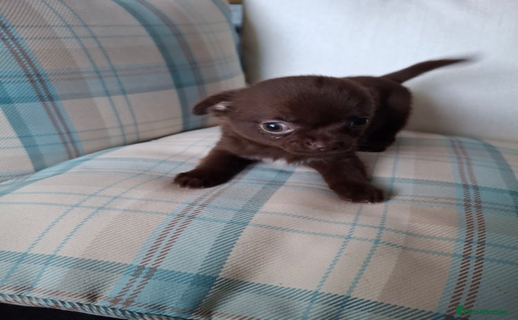 Chihuahua dogs Chihuahua puppies  2 Remain, Available now  - Advert 4