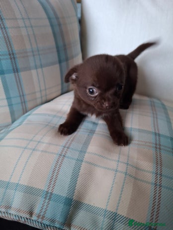 Chihuahua dogs Chihuahua puppies 2 Remain, Available now - Advert 5