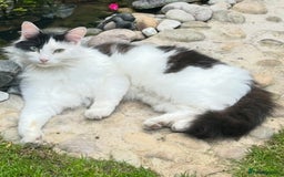 British Longhair cats for sale: British Long hair Tom - Advert 1