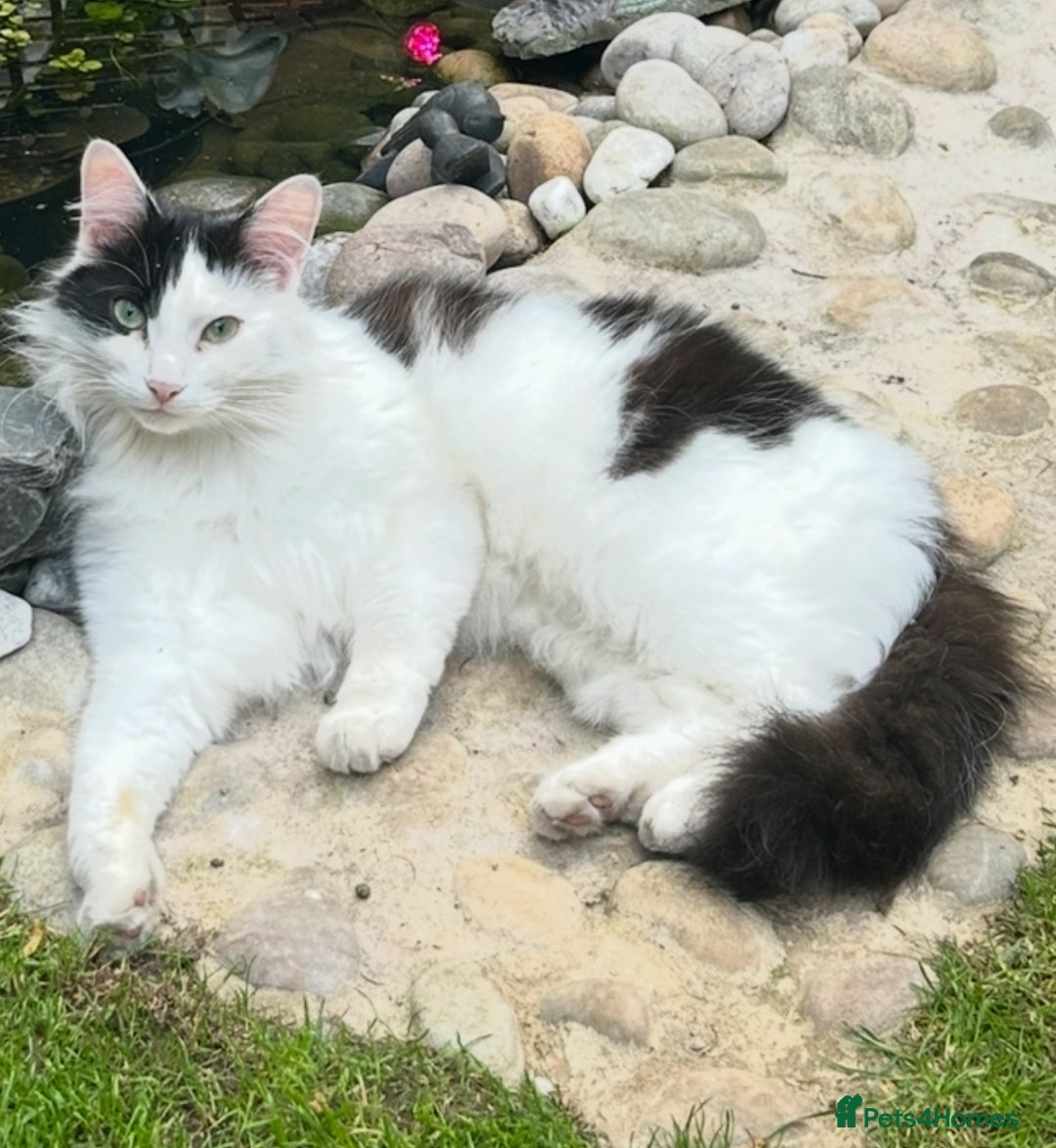 British Longhair cats for sale: British Long hair Tom - Advert 1