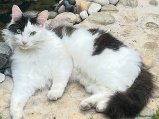 British Longhair cats British Long hair Tom - Advert 1