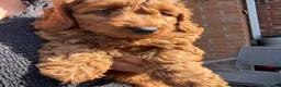 Cockapoo dogs for sale: READY NOW STUNNING CURLY CHOCOLATE MALE - Advert 18