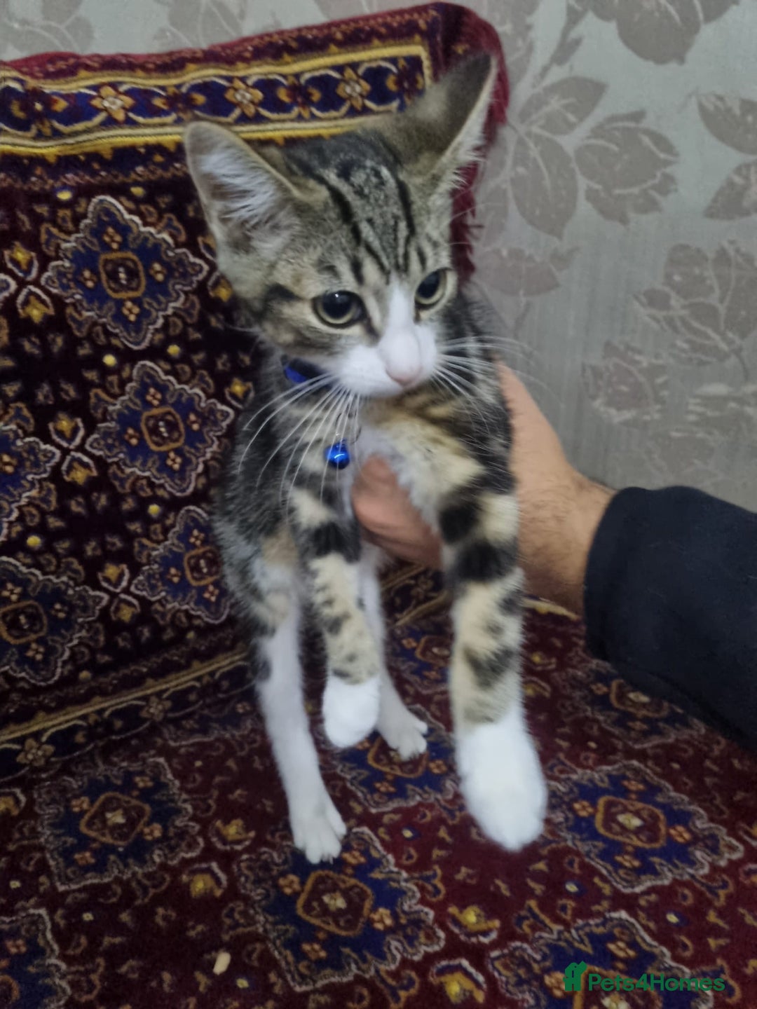 Bengal cats for sale: Bengal Kittens ( 14 WEEKS OLD )  - Image 13