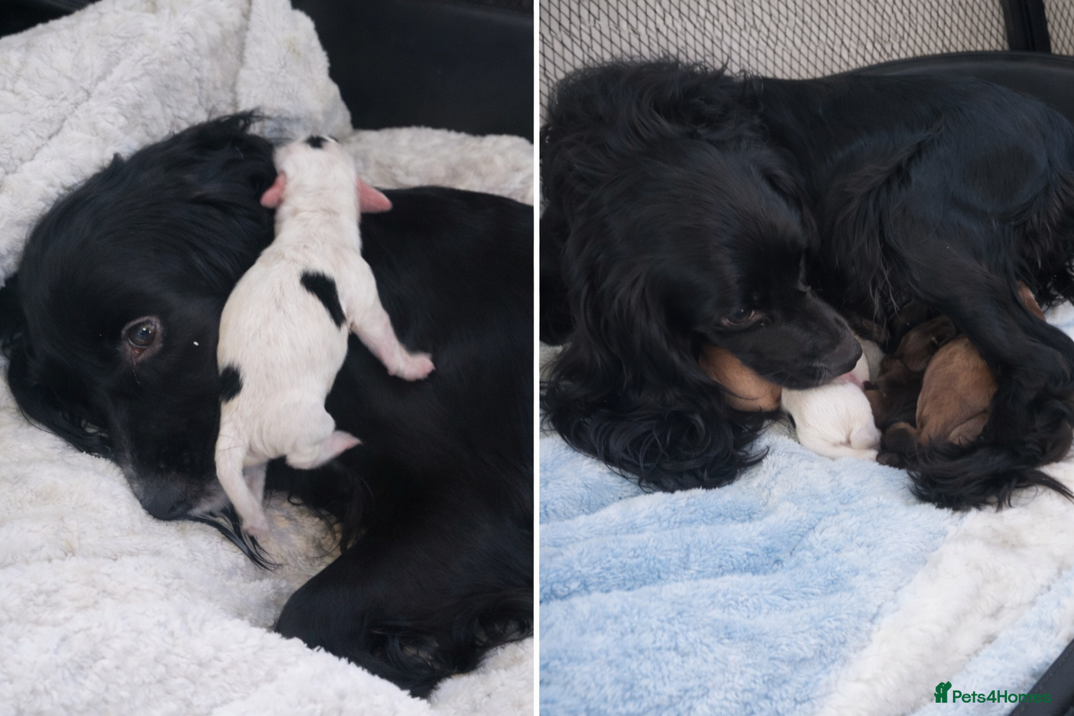 Cocker Spaniel dogs Beautiful Working Cocker Spaniel Puppies - Advert 2