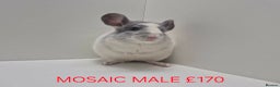 Chinchilla rodents for sale: STUNNING BABIES CHINCHILLA MIX COLOURS AND GENDER  - Advert 4