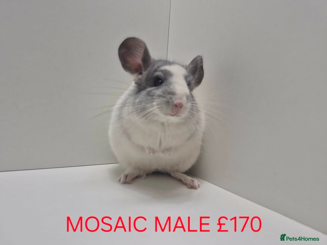 Chinchilla rodents for sale: STUNNING BABIES CHINCHILLA MIX COLOURS AND GENDER  - Advert 4