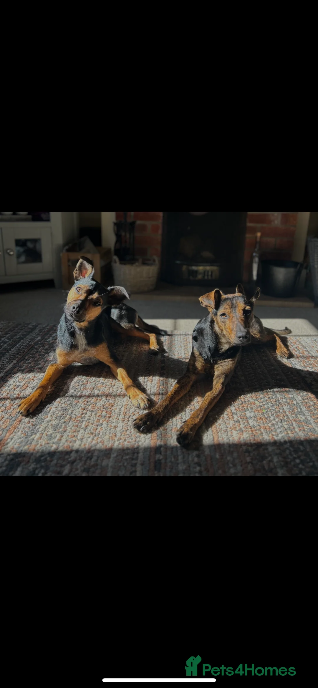 Mixed Breed dogs for sale: Ciok 1.5 year old mixed breed - Advert 3